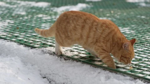 Orange cat walking and looking on the snow in winter Stock Footage 261383689