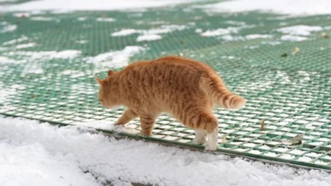 Orange cat walking and looking on the snow in winter Stock Footage 261802624