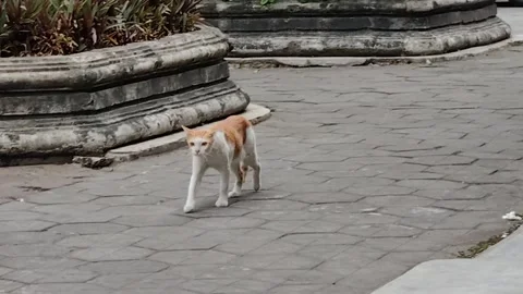 Orange cat walking Stock Footage 288924797