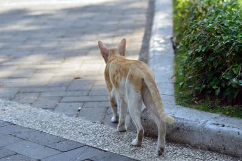 Orange cat is walking on the side of the road Stock Photos