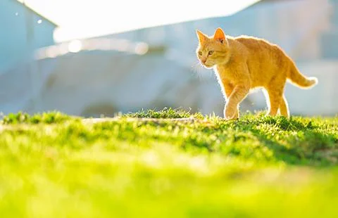 Orange Cat Walking Through Sunlit Garden Stock Photos