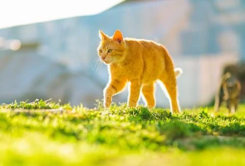 Orange Cat Walking Through Sunlit Garden Stock Photos