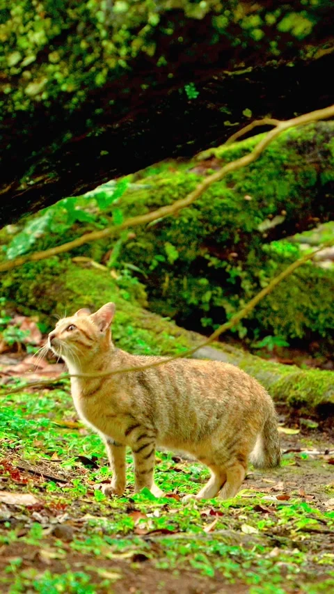 Orange cat walking under mossy roots Stock-Footage 333499648