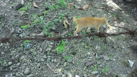 Orange cat walking in the yard Stock Footage 195850725