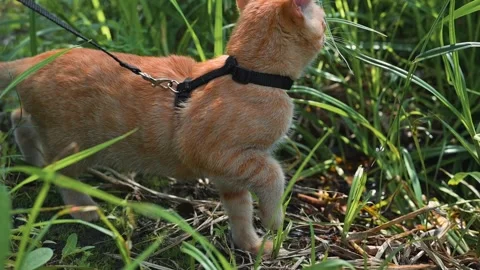 An orange cat walks cautiously through tall grass while attached to a leash. The Stock Footage 345876733