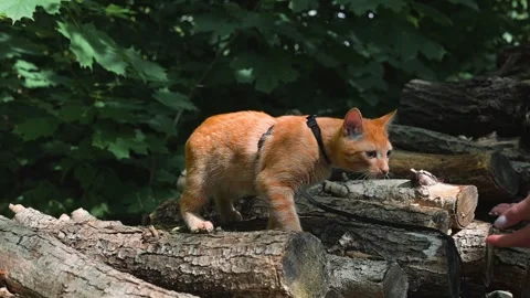 An orange cat walks confidently on a pile of logs in a lush green area. The cat Stock Footage 345876889