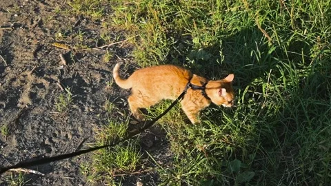 An orange cat walks on a leash in a grassy area under bright sunlight. The cat Stock Footage 345878462
