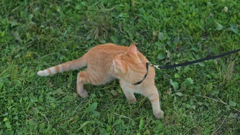 An orange cat walks on a leash in a grassy area. The animal appears curious as Stock Footage 345878952