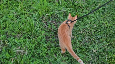 An orange cat walks on a leash in a grassy area, exploring its surroundings. The Stock Footage 345879021