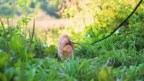 An orange cat walks on a leash through a green field filled with tall grass and Stock Footage 345878346