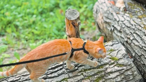 An orange cat walks on logs in an outdoor area, wearing a harness and leash. The Stock Footage 345876805