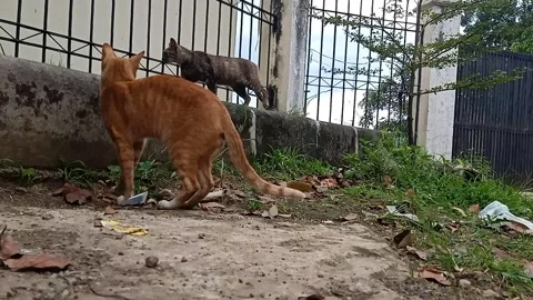 Orange Cat Walks Past Tabby Cat and Both Exit Frame Together Outdoors Stock Footage 329844996