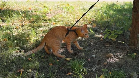 An orange cat walks slowly through green grass while on a leash. The setting is Stock Footage 345877142