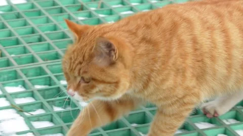 The orange cat walks toward the camera and looks curiously Stock Footage 261822542