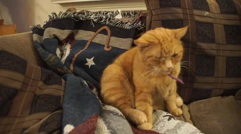 An orange cat is washing himself on the sofa. Stock Footage 44779462