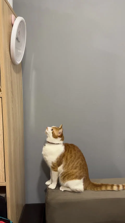 An orange cat is watching the second hand of a clock. The clock is hanging .. Stock Footage 297693956