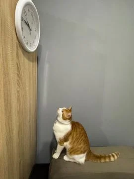 An orange cat is watching the second hand of a clock. The clock is hanging on Stock Photos