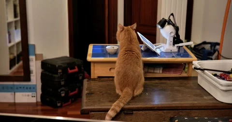 Orange cat watching a tablet screen Stock Footage 329153757