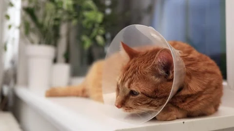 Orange cat wearing a cone collar rests on a windowsill with plants Stock Footage 338433816