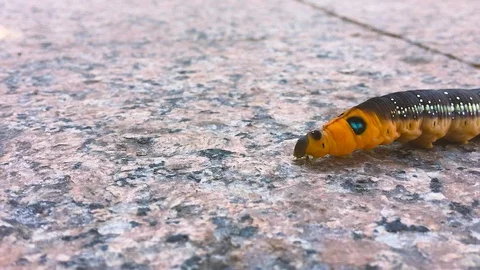 Orange caterpillar closeup macro view Stock Footage 120988611