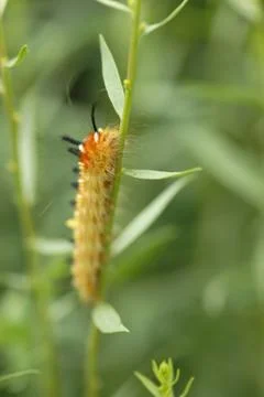 Orange Caterpillar 스톡 사진