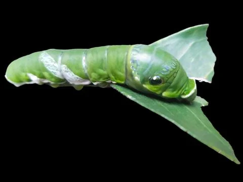 Orange caterpillar Stock Photos