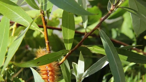 An orange caterpillar resting on a leafy branch, showcasing intricate details Stock Footage 311046282