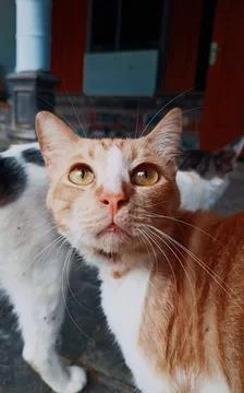 Orange Catt Stock-Fotos