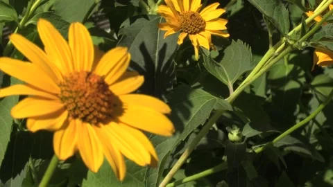 Orange chamomile flowers Video stock 209642231