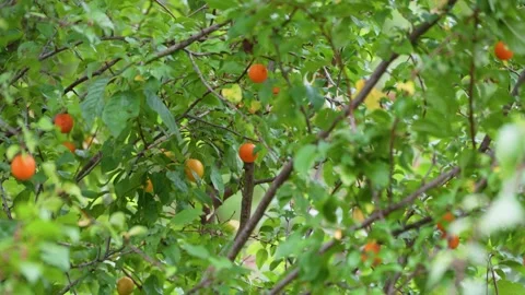 Orange cherry plums scattered among green leaves on a tree Stock Footage 344733448