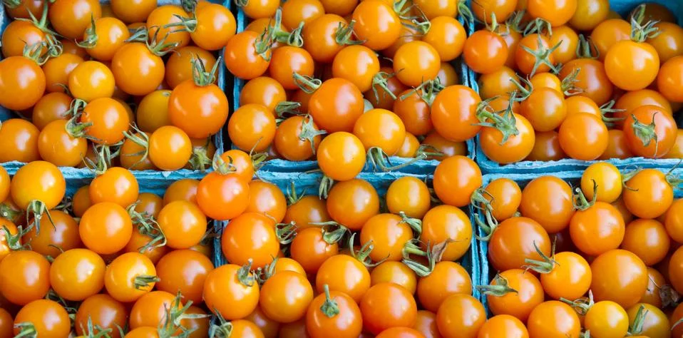 Orange cherry tomatoes in boxes Stock Photos
