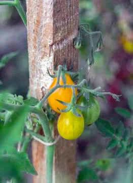 Orange cherry tomatoes. Stock Photos