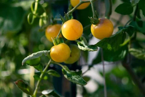 Orange Cherry Tomatoes Foto stock