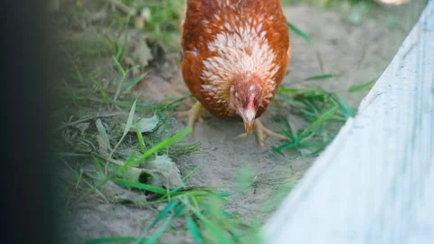 An orange chicken eats a worm, close-up in slow motion Stock Footage 267676841