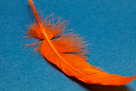An orange chicken feather for Easter on blue background Stock Photos