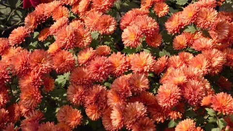 Orange chrysanthemum flower pattern background. Stock Footage 169296882