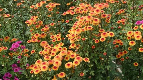 Orange Chrysanthemums Blooming 스톡 동영상 333258265
