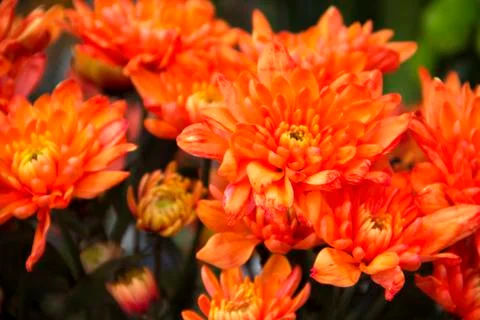 Orange chrysanthemums Stock Photos