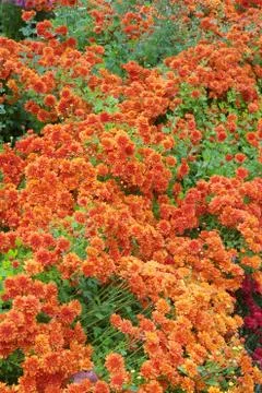 Orange chrysanthemums Stock Photos