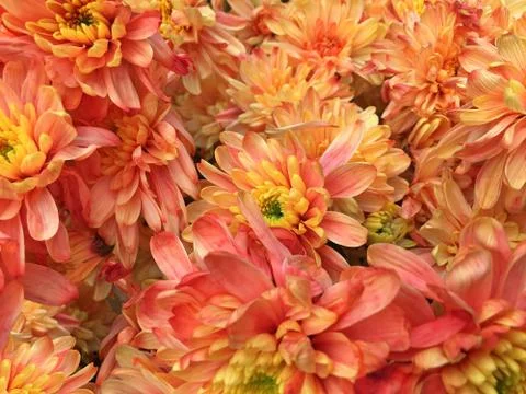 Orange chrysanthemums Stock Photos