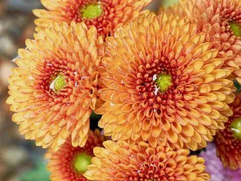 Orange chrysanthemums Stock Photos