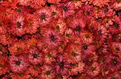 Orange chrysanthemums Stock Photos