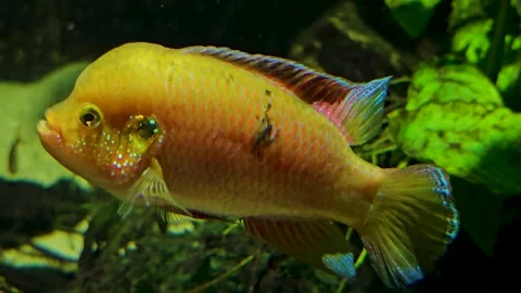An orange cichlid fish  Stock Footage 269550177