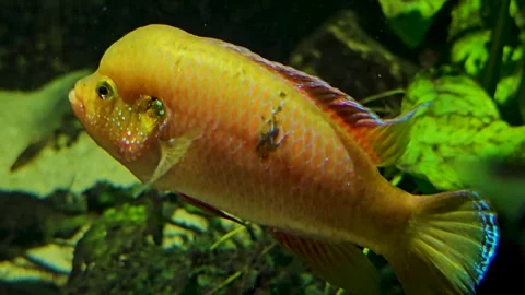 An orange cichlid fish Stock Footage 269632837