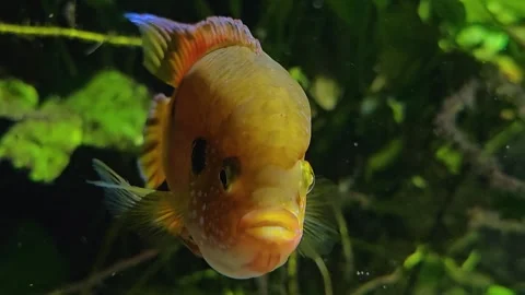 An orange cichlid fish Stock Footage 269633158