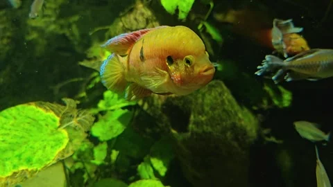 An orange cichlid fish Stock Footage 269697157