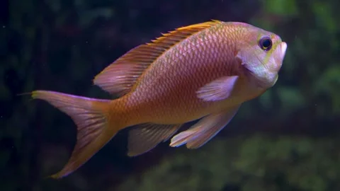 An orange cichlid fish Stock Footage 278010723