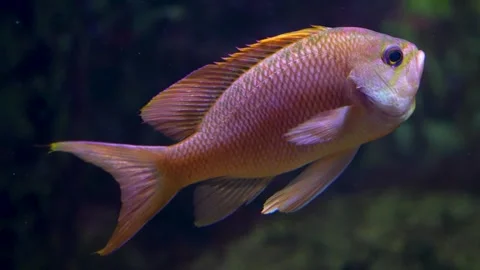 An orange cichlid fish Stock Footage 278044027
