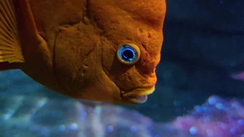 An orange cichlid fish head Stock Footage 296847545