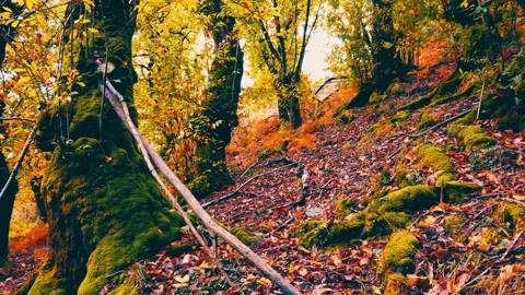 Orange cinematic forest Stock Footage 254971315